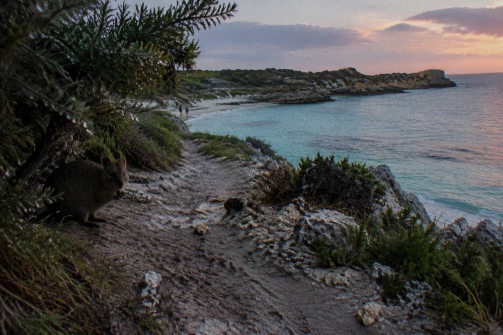 Coastal walking trail on Rottnest Island above turquoise water at dusk